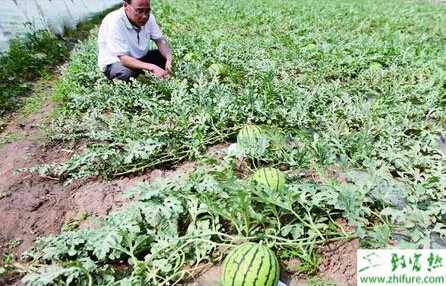 種大果型西瓜的技術