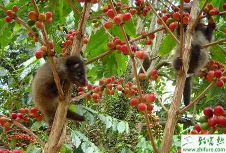 養(yǎng)殖果子貍養(yǎng)殖場(chǎng)址的選擇
