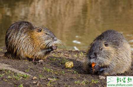 養殖海貍鼠哺乳期飼養管理