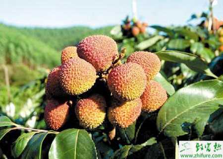 種荔枝癭螨的防治