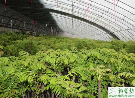 種香椿育苗與苗木管理