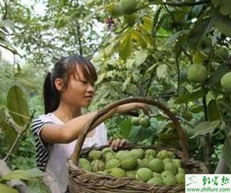 大田播種青皮核桃快速育苗的經驗