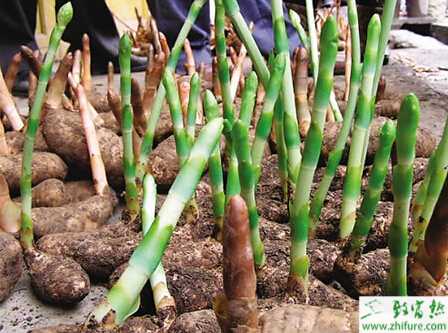 種天麻的地道栽培技術