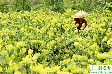 種金銀花插條育苗的高產措施