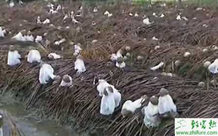 北方種植竹蓀的栽培技術