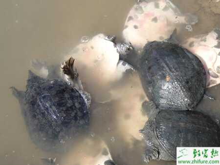 養甲魚的利潤