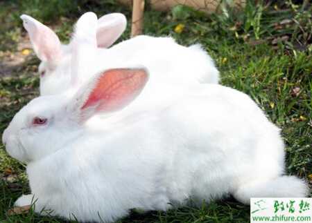 夏季高溫養兔需要注意的