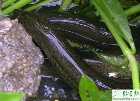 養殖黃鱔飼料的加工