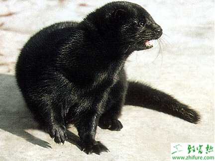 養殖水貂仔貂要及時分窩