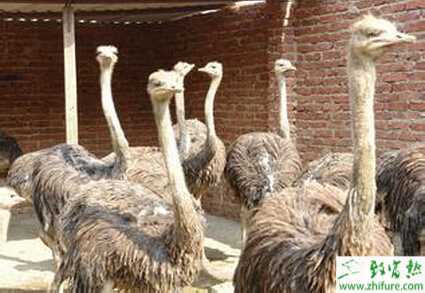 如何提高養(yǎng)殖鴕鳥的孵化率