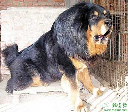 藏獒養(yǎng)殖流產(chǎn)和難產(chǎn)的防治方法