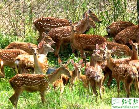 茸鹿養殖如何安全越冬