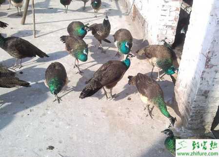 孔雀春天養殖的經驗