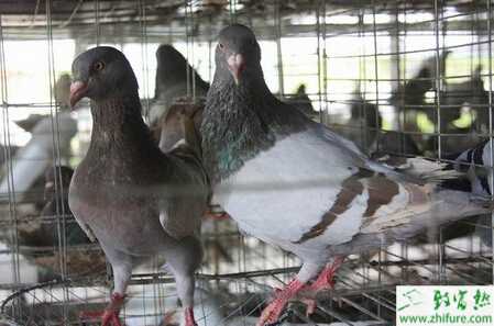 親鴿要如何飼養