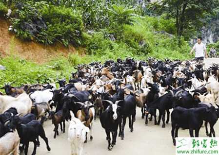 養(yǎng)殖山羊病毒性關(guān)節(jié)炎、腦炎的防治