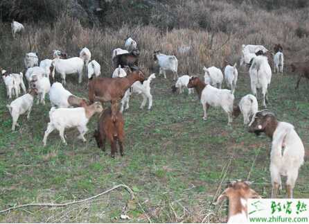 養(yǎng)殖波爾山羊飼料的調(diào)制