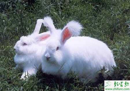長毛兔的夏季飼養管理