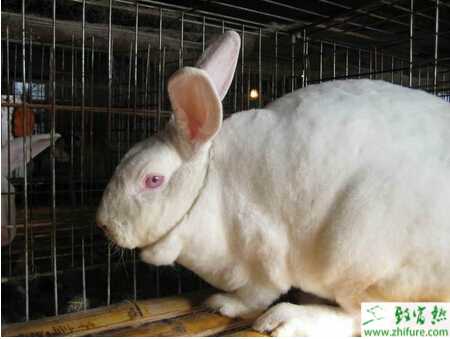 提高肉兔產(chǎn)肉率的訣竅