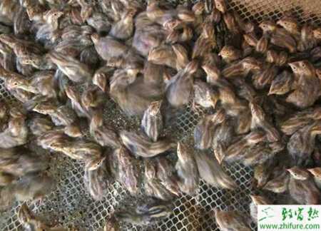 養殖鵪鶉飼料配方要點