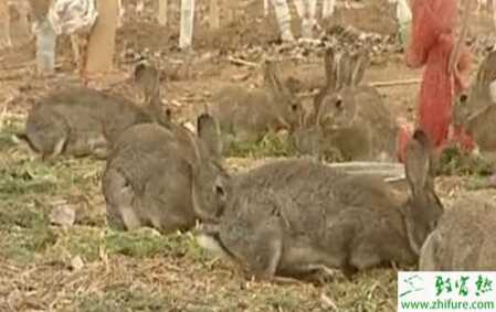 商品野兔的科學(xué)飼養(yǎng)法