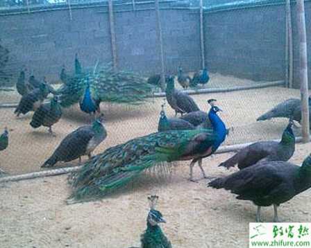 藍孔雀養殖提高受精率的措施
