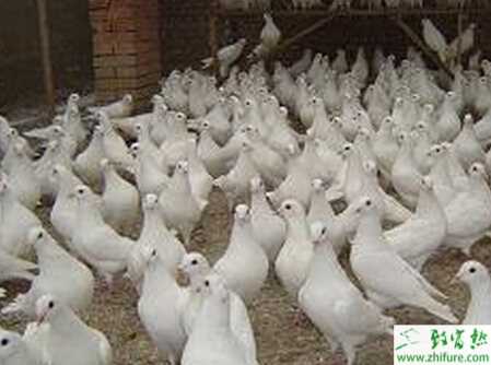 肉鴿養殖的十要訣
