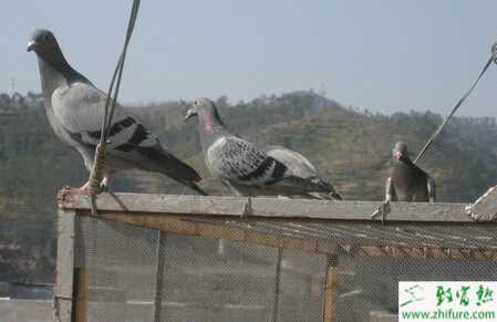 養(yǎng)殖信鴿冬季繁殖的經(jīng)驗(yàn)