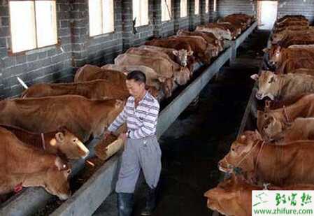 冬季飼養管理肉牛的技術