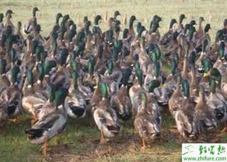 養(yǎng)殖綠頭野鴨育成期的飼養(yǎng)管理