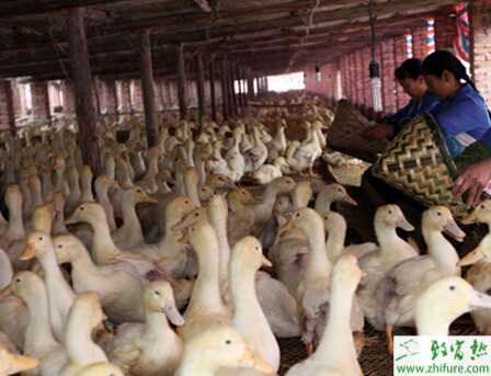 養殖肉鴨省料的方法