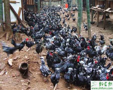 貴妃雞不能用養土雞的方法來養