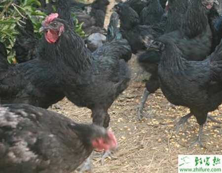 養殖綠殼蛋雞喂料和常用飼料問題