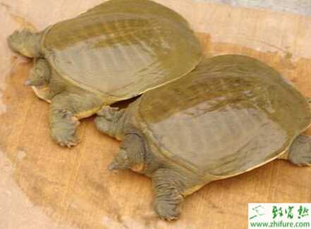 甲魚冬季養殖加溫的技術