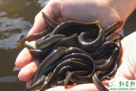 木箱養殖泥鰍方法