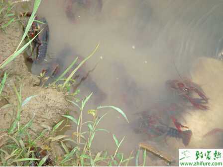 養殖小龍蝦如何提高小龍蝦養殖產量