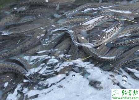 “兩段法”的高產養殖黑魚