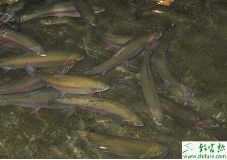 虹鱒魚的流水養殖技術