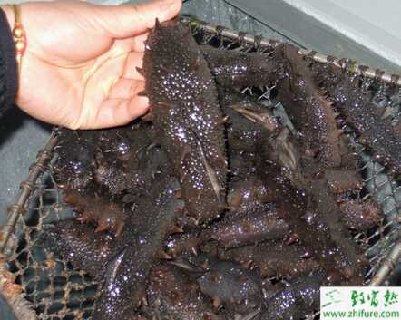 海參養殖爛胃病的防治