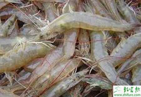 養(yǎng)殖南美白對蝦放養(yǎng)前的準(zhǔn)備事項