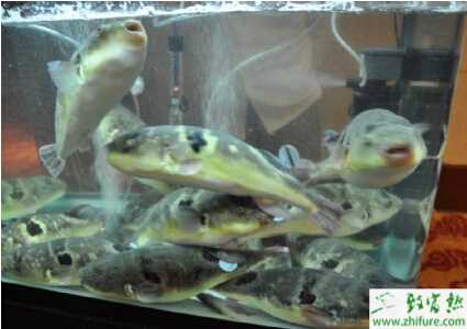 養殖河豚早春人工繁殖技術