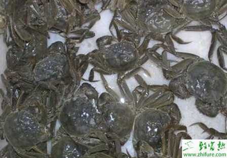 河蟹養殖秋季要防河蟹死亡