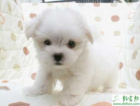 養寵物狗的利潤