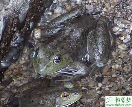 養(yǎng)牛蛙的利潤