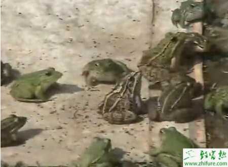 養(yǎng)青蛙的利潤