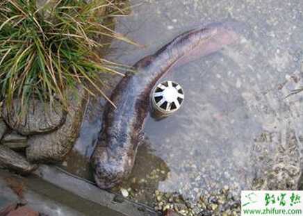 養娃娃魚的利潤