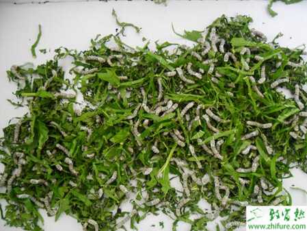 養(yǎng)蠶的利潤(rùn)