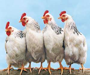 肉雞養(yǎng)殖