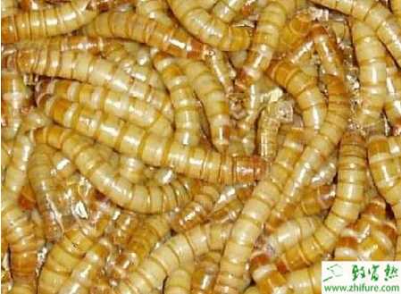 養黃粉蟲的利潤