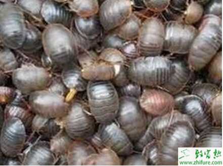 養殖土元的利潤