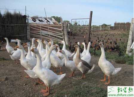 鵝養(yǎng)殖的市場前景